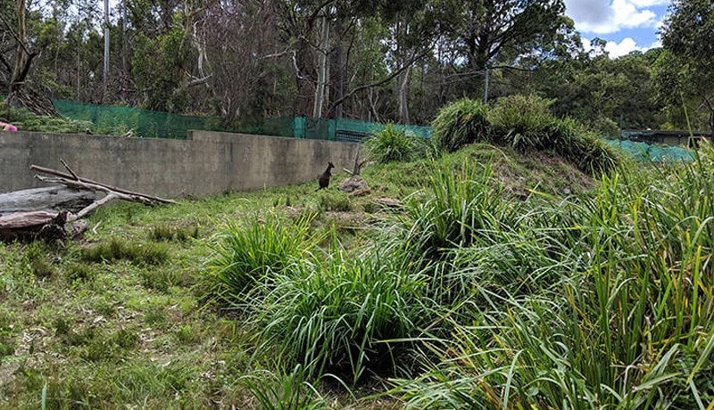 Giving back at Duffys Forest wildlife rehabilitation centre